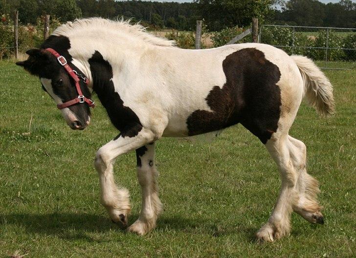 Irish Cob Irish staldens Silken Filippa - Se hvad jeg kan.. Knap 3 mdr gammel. billede 11