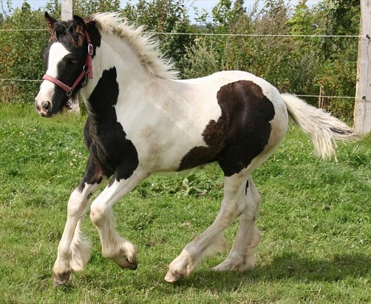 Irish Cob Irish staldens Silken Filippa - Glad pige knap 3 mdr gammel billede 12