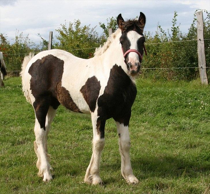 Irish Cob Irish staldens Silken Filippa - Knap 3 mdr. gammel billede 13