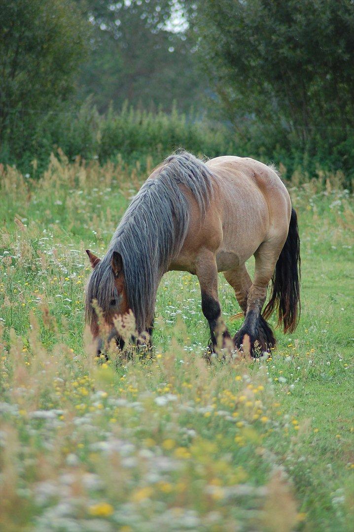 Belgier Acasia Svelena billede 3