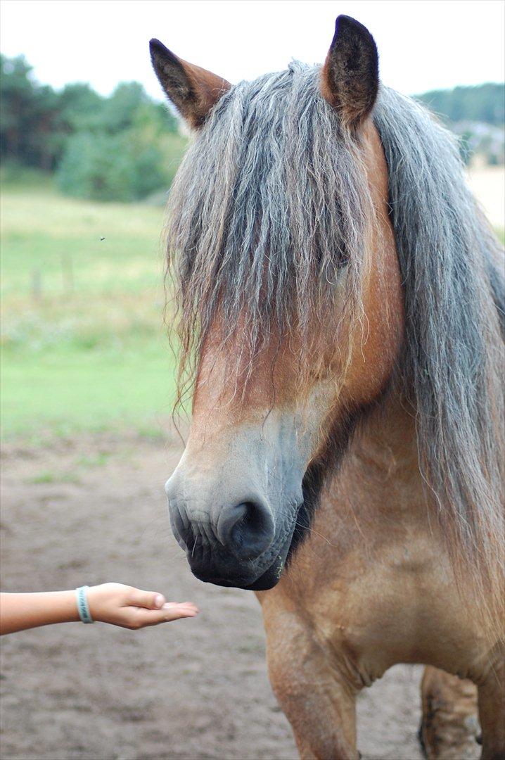 Belgier Acasia Svelena billede 4