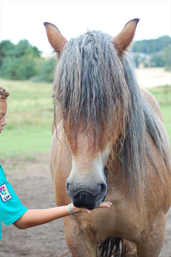 Belgier Acasia Svelena billede 5