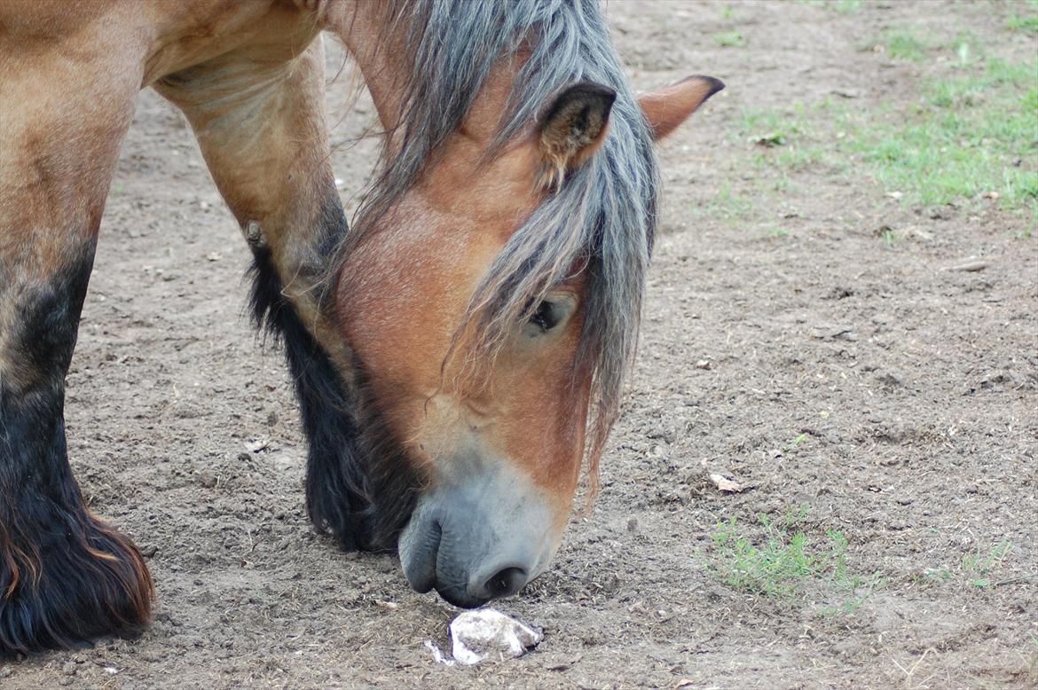 Belgier Acasia Svelena billede 6
