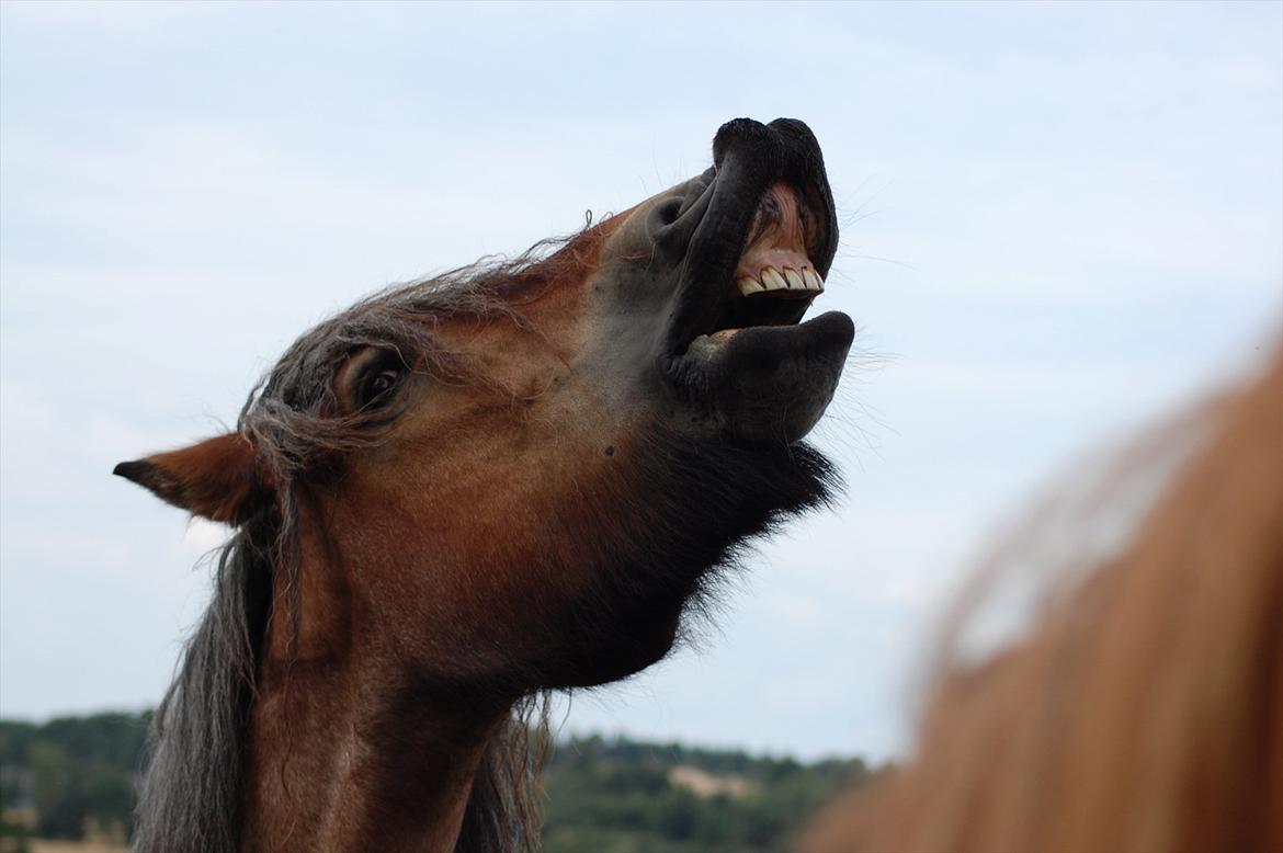 Belgier Acasia Svelena billede 8