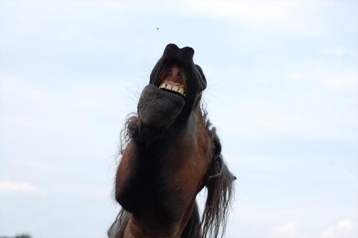 Belgier Acasia Svelena billede 9