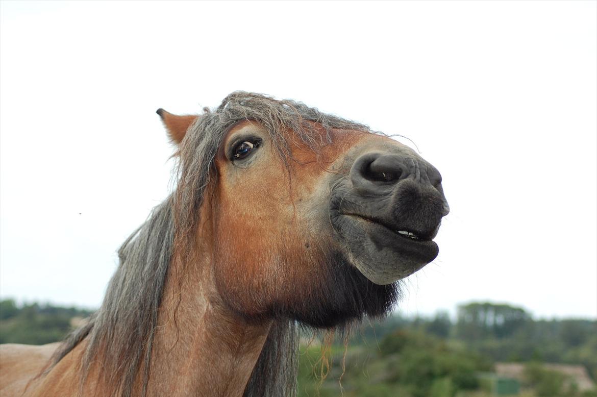 Belgier Acasia Svelena billede 10