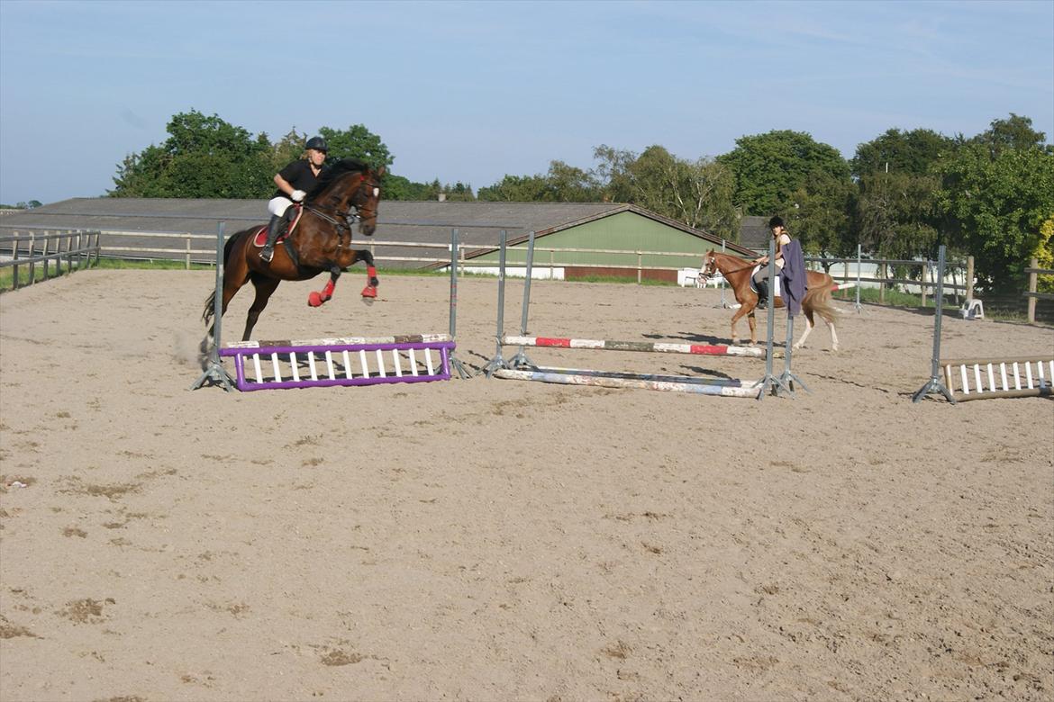 Dansk Varmblod Kiki "lynild" vogt billede 17
