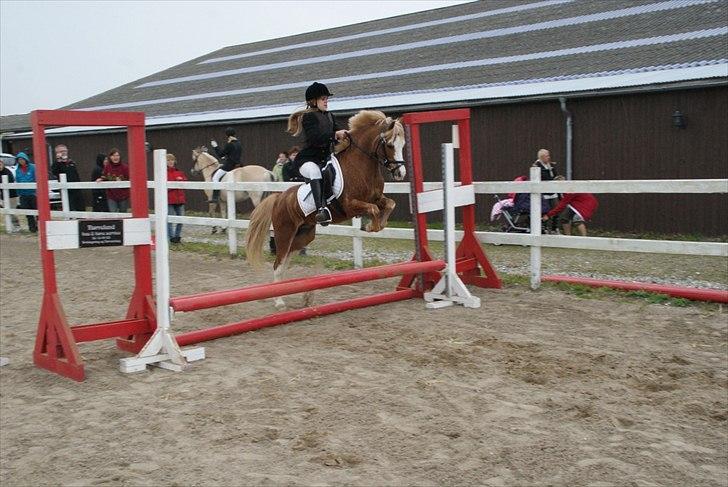 Welsh Mountain (sec A) fjordens snuske "Baloo" billede 1