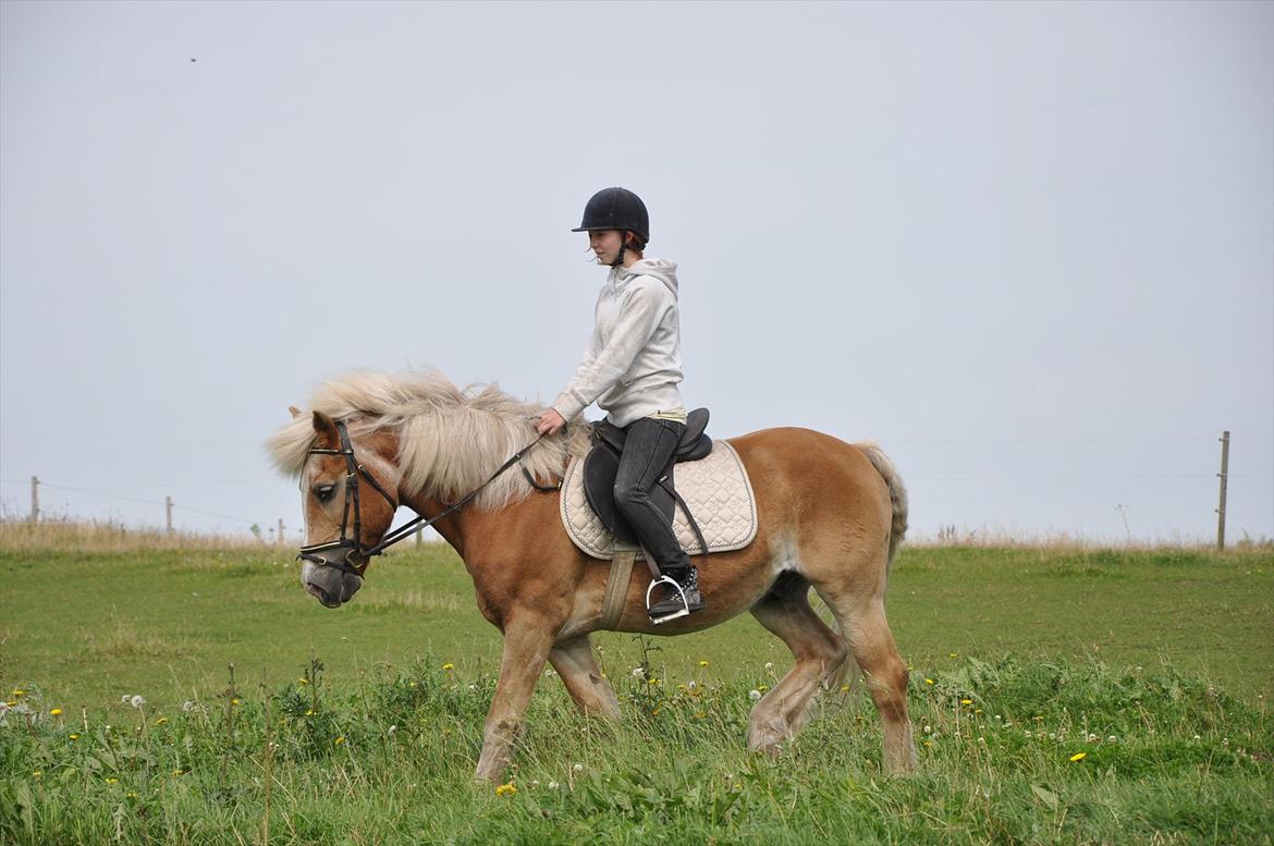 Tyroler Haflinger Anton himmelhest  billede 6