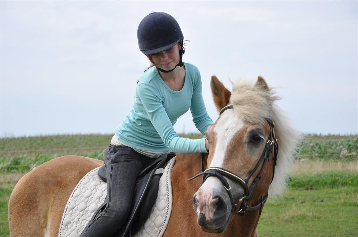 Tyroler Haflinger Anton himmelhest  billede 7