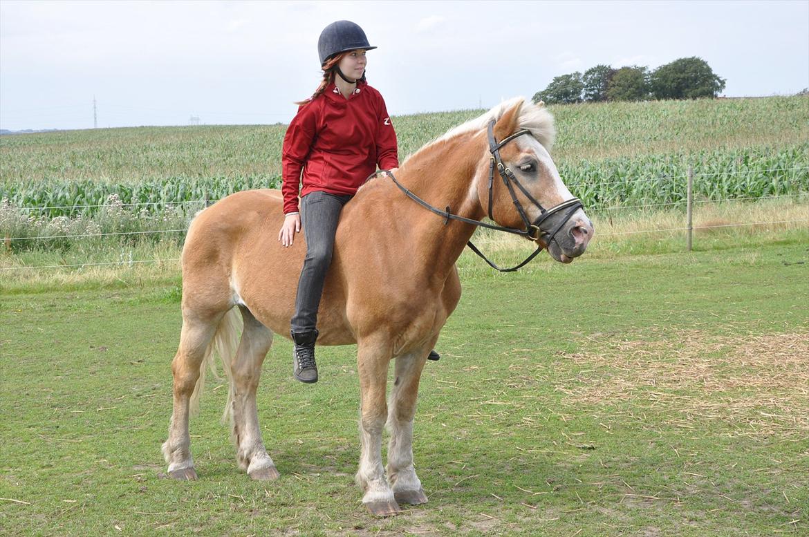 Tyroler Haflinger Anton himmelhest  billede 8