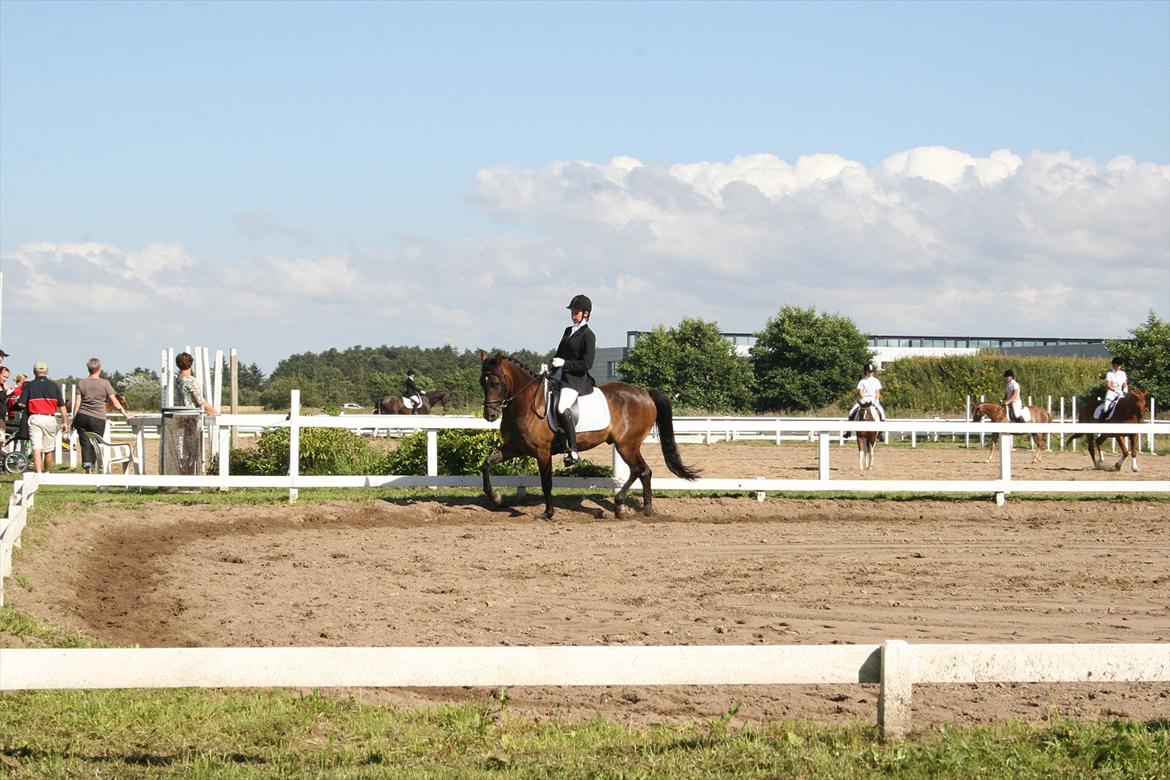 New Forest Holmens Kazai - LA1 i Jetsmark ;P blev nr 2! ;) billede 12