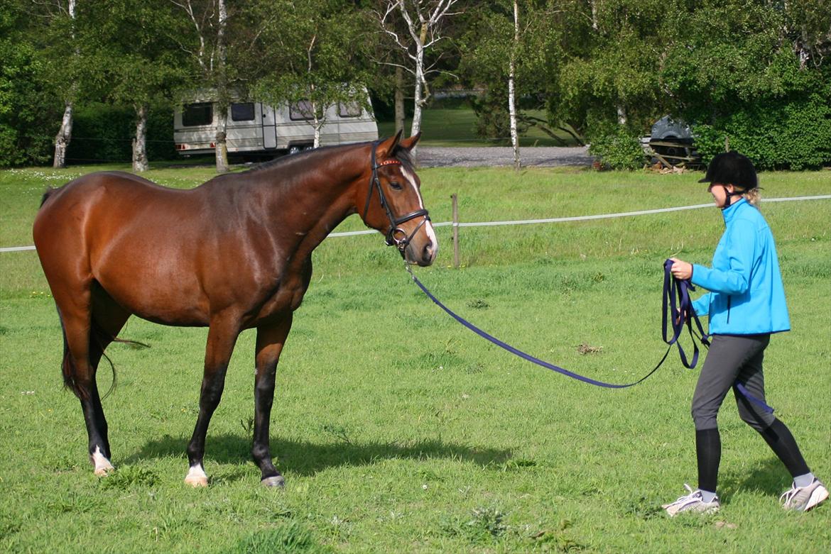 Oldenborg Bugatti af Dano - Vi er så småt begyndt med longe træning :) 2. juni 2011 billede 4