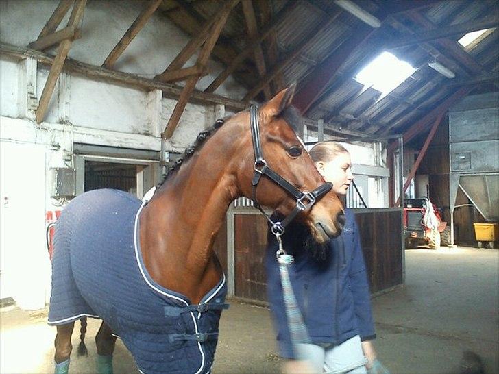 Anden særlig race Kehops De Nonville - stævne klar billede 13