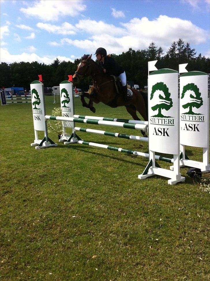 Anden særlig race Kehops De Nonville - LA billund billede 14