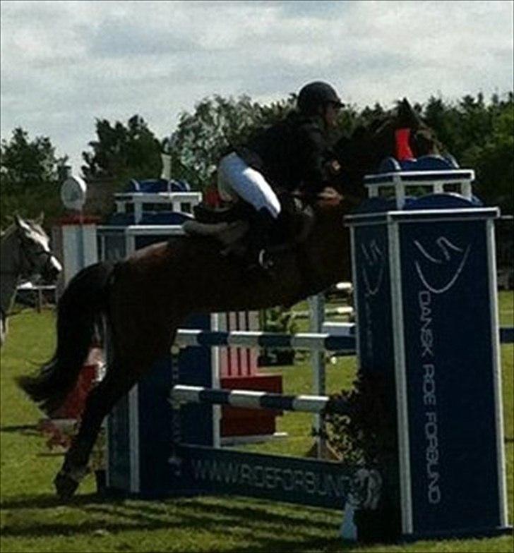 Anden særlig race Kehops De Nonville - MB billund 3 plads billede 15