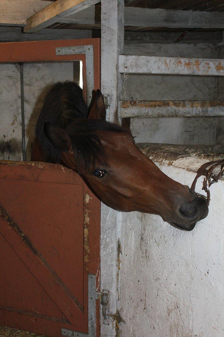 Dansk Varmblod DM's Cancan - Bølle!! <3  billede 9