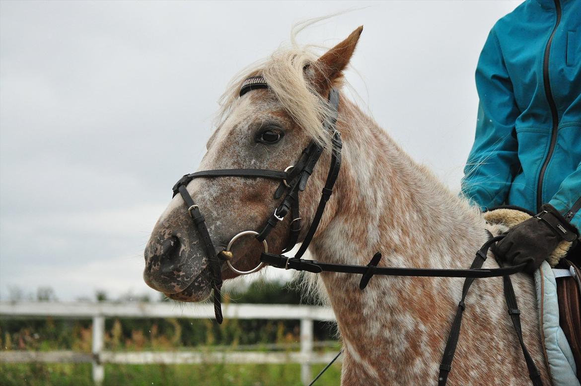 Anden særlig race Freya  >>Solgt! << - Freya i dyb koncantration! ;-)<3 billede 18