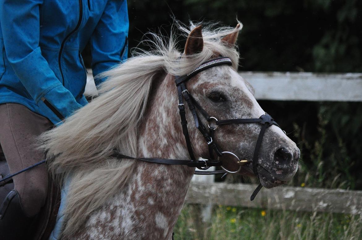 Anden særlig race Freya  >>Solgt! << - Kønne :-I <3 billede 7
