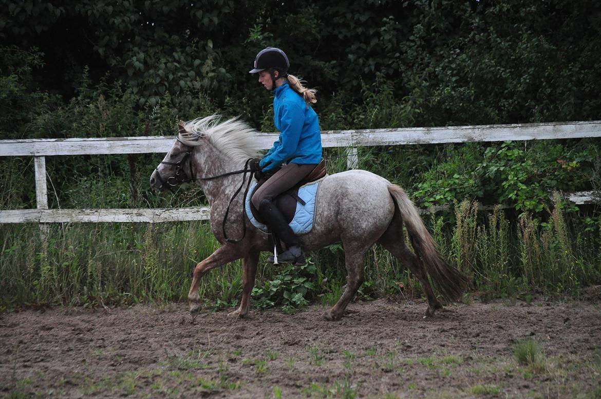 Anden særlig race Freya  >>Solgt! << - En af de første gange i galop! :-D billede 5