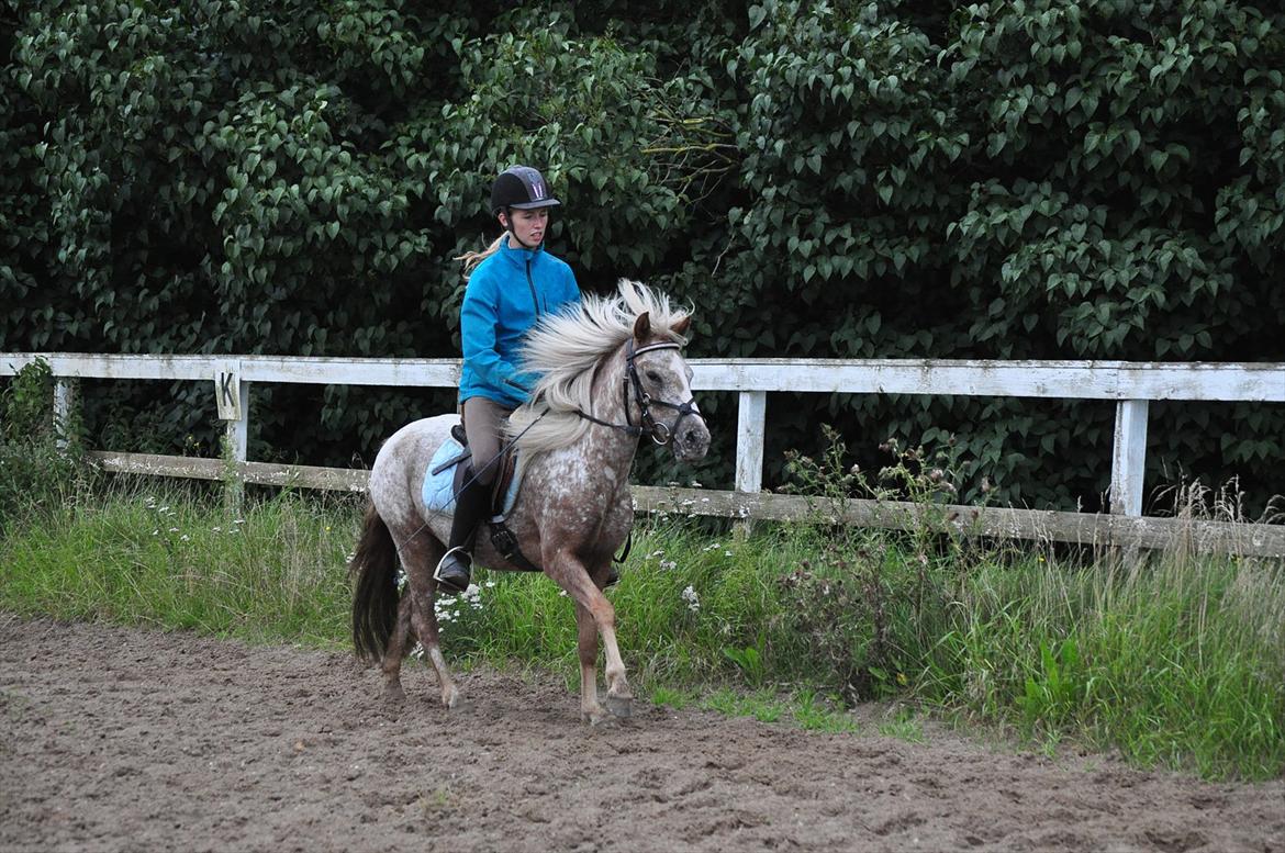 Anden særlig race Freya  >>Solgt! << - Galop på tøsen! :-D<3 billede 3