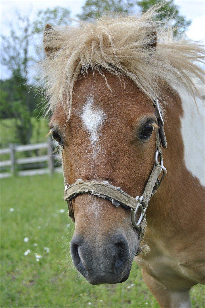 Shetlænder Fischer billede 1