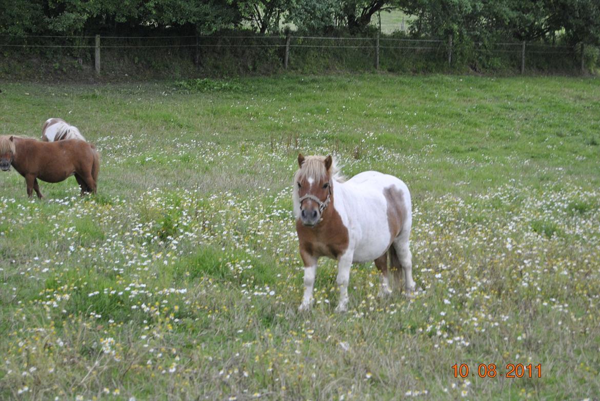 Shetlænder Fischer billede 2