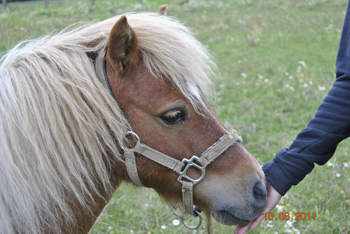 Shetlænder Fischer billede 3