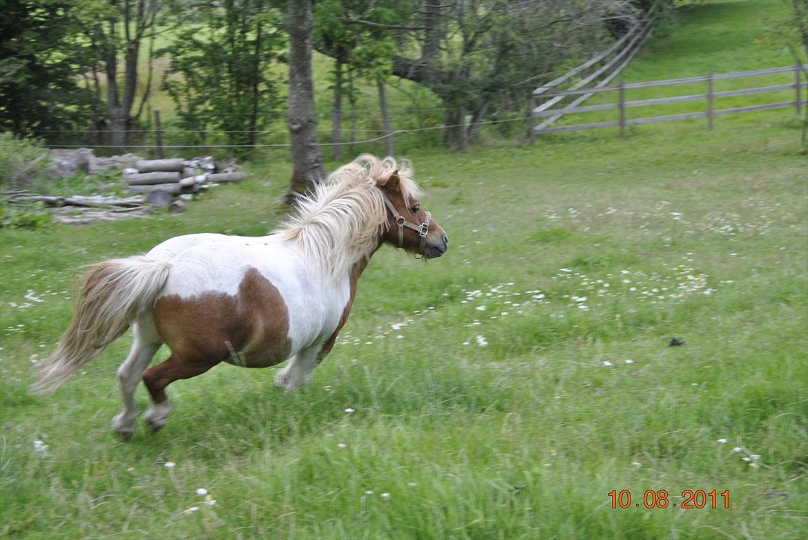 Shetlænder Fischer billede 4