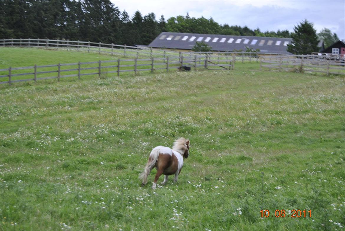 Shetlænder Fischer billede 5