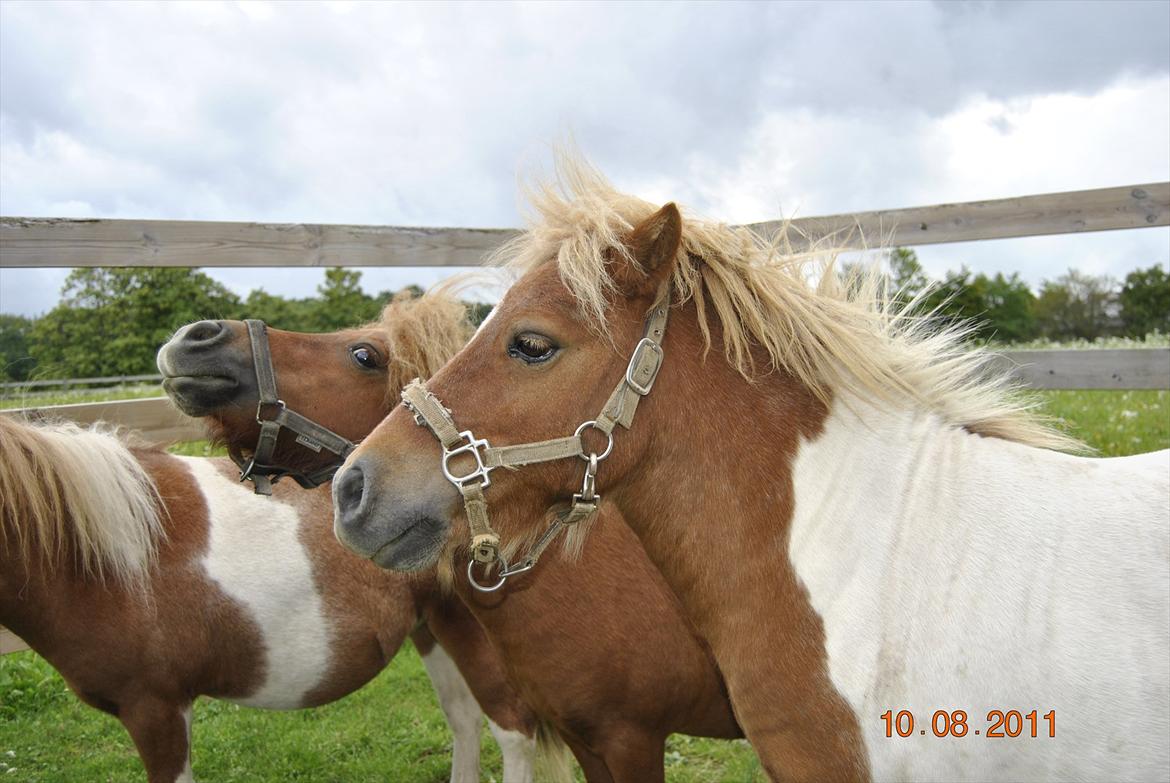 Shetlænder Fischer billede 6