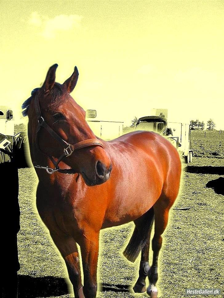 Traver Cindy Vestermarken (Aflivet) (Prinsessen<3) R.I.P billede 9