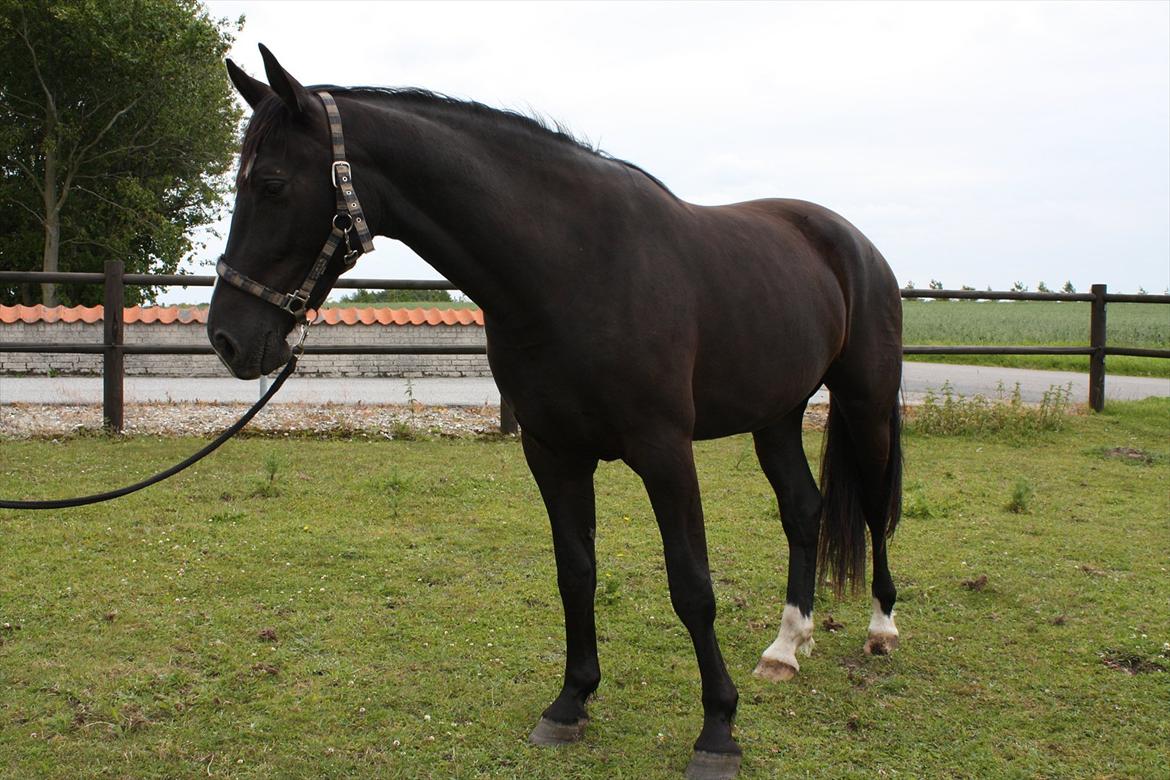 Dansk Varmblod Mazy *Solgt* - Mazy er her 3 år gammel (NYT) billede 19