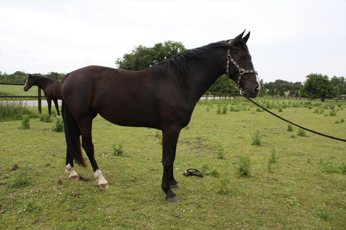 Dansk Varmblod Mazy *Solgt* - Mazy er her 3 år gammel (NYT) billede 20