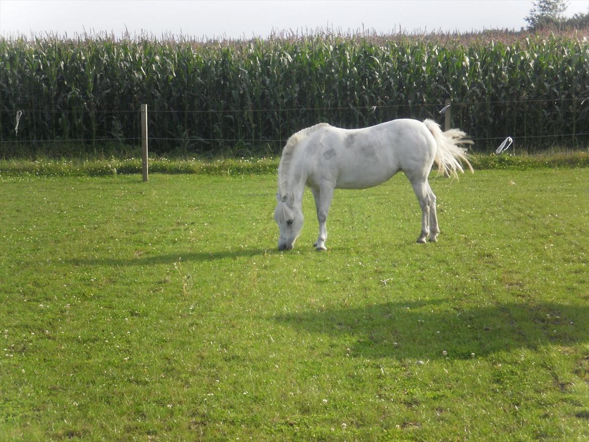 Anden særlig race Østergårdens Rommy billede 7