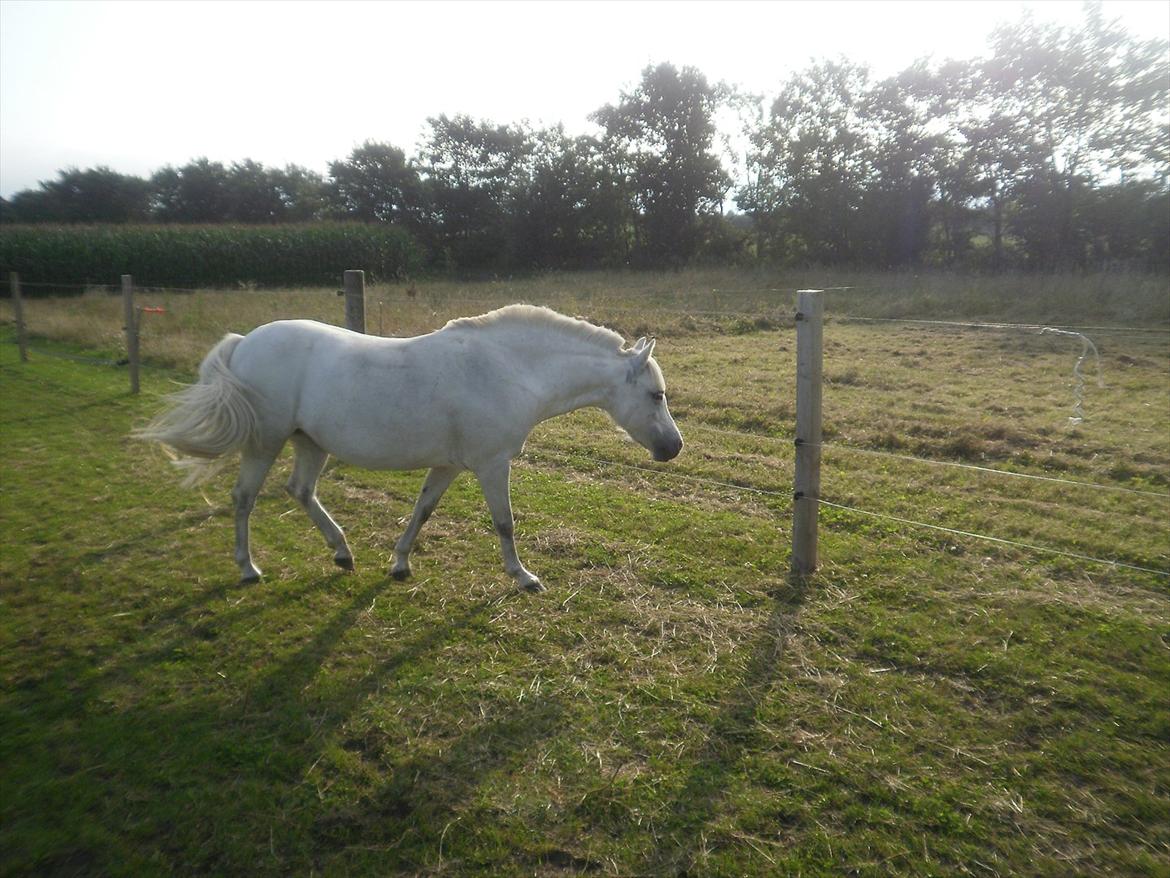 Anden særlig race Østergårdens Rommy billede 9