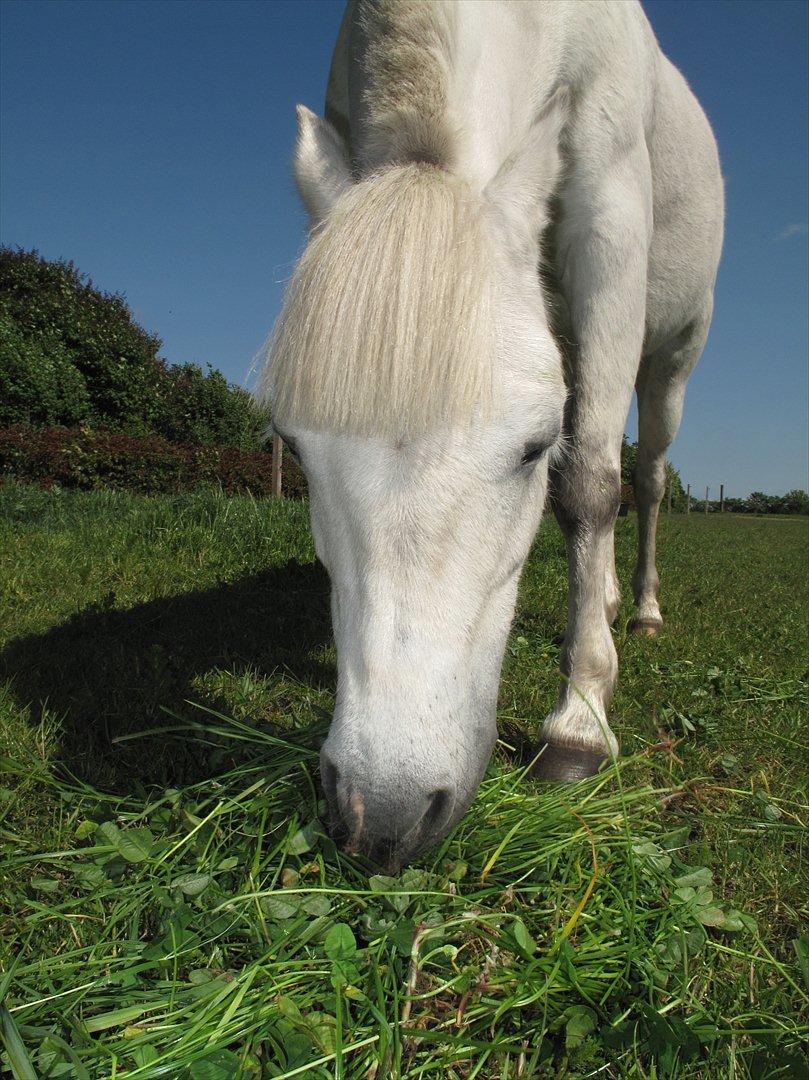 Anden særlig race Østergårdens Rommy billede 11