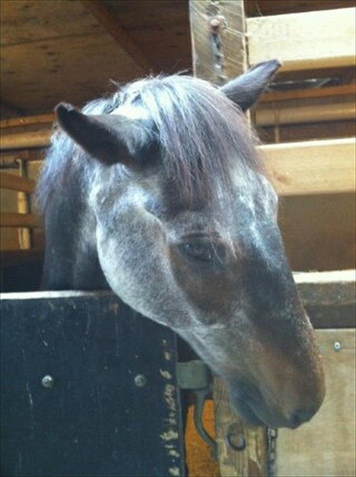 Anden særlig race "Freddie" Den Elskede<3 (Part) R.I.P - Foto: Marie
Søde Freddie<3 billede 3