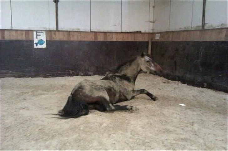 Anden særlig race "Freddie" Den Elskede<3 (Part) R.I.P - Foto: Mig
Dejligt Freddie<3 billede 4