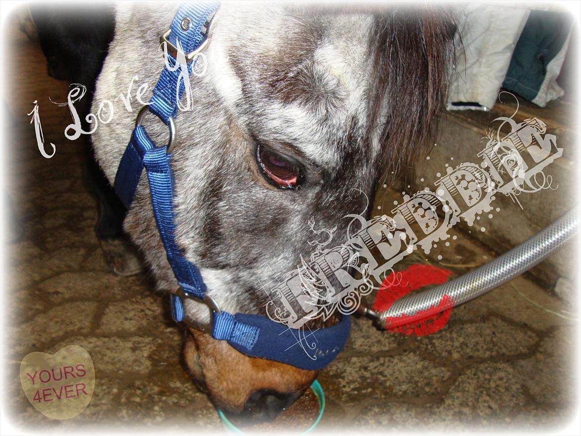 Anden særlig race "Freddie" Den Elskede<3 (Part) R.I.P - Foto: Mig
<3 <3 <3 billede 5