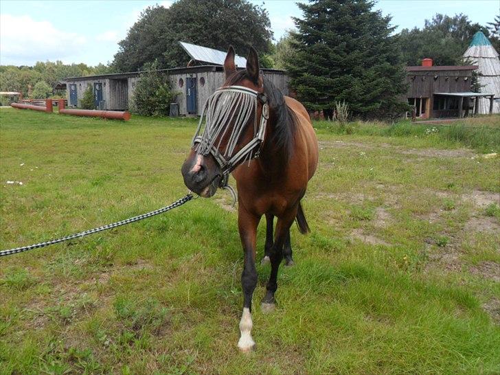 Anden særlig race Mikael <3 billede 1