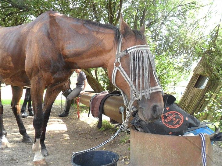 Anden særlig race Mikael <3 billede 2