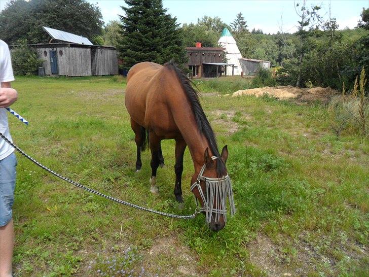 Anden særlig race Mikael <3 billede 3