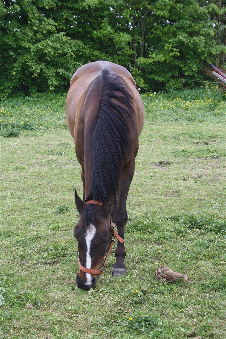 Anden særlig race Mikael <3 billede 4
