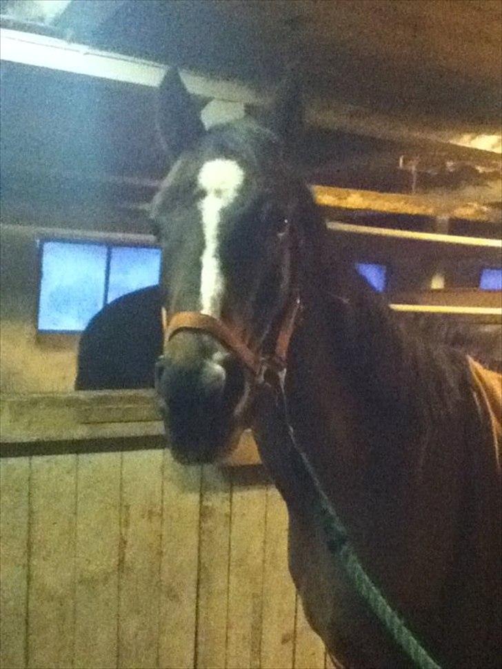 Anden særlig race Mikael <3 billede 7