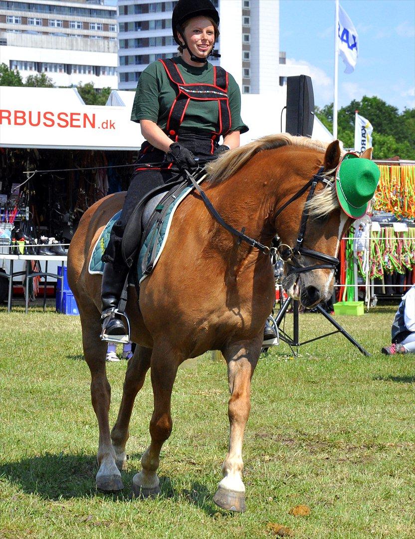 Haflinger Herkules - Det fynske dyrskue 2011
Her kan man virkelig se hvordan tingene blev værre - kort før de blev bedre. billede 13