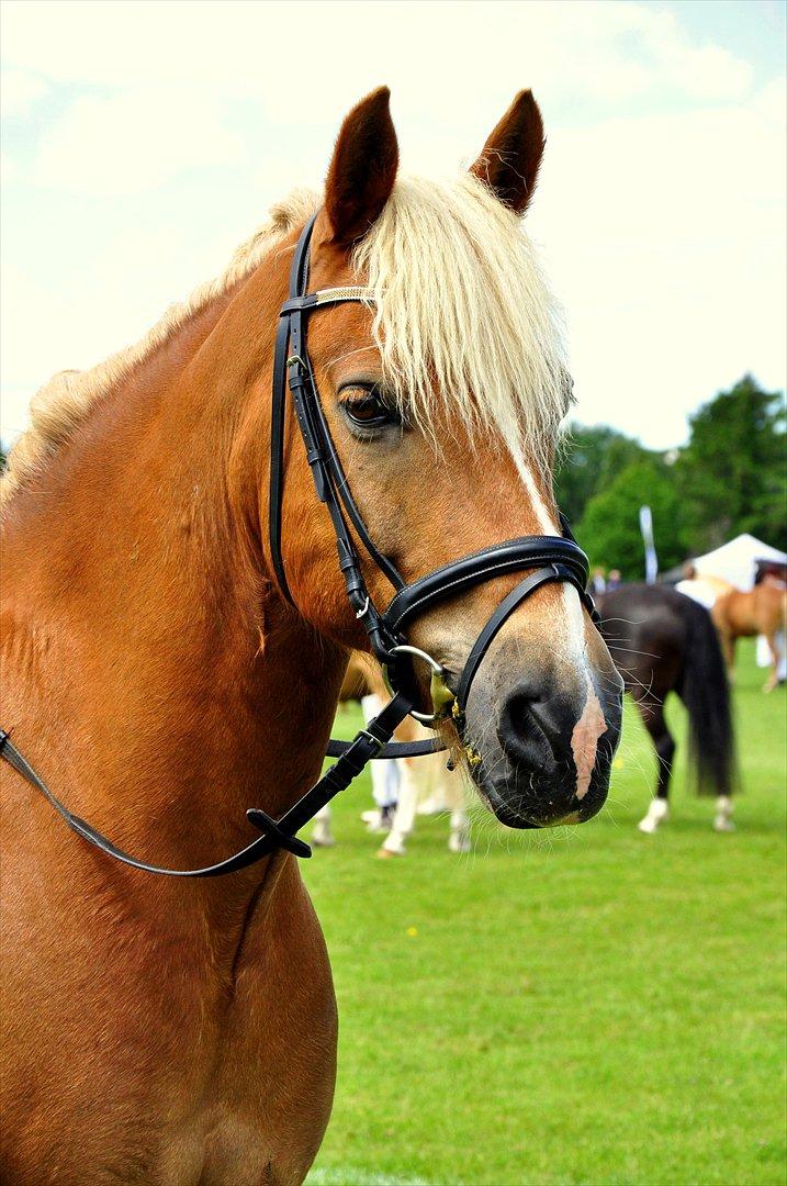 Haflinger Herkules - Det fynske dyrskue 2011 billede 12