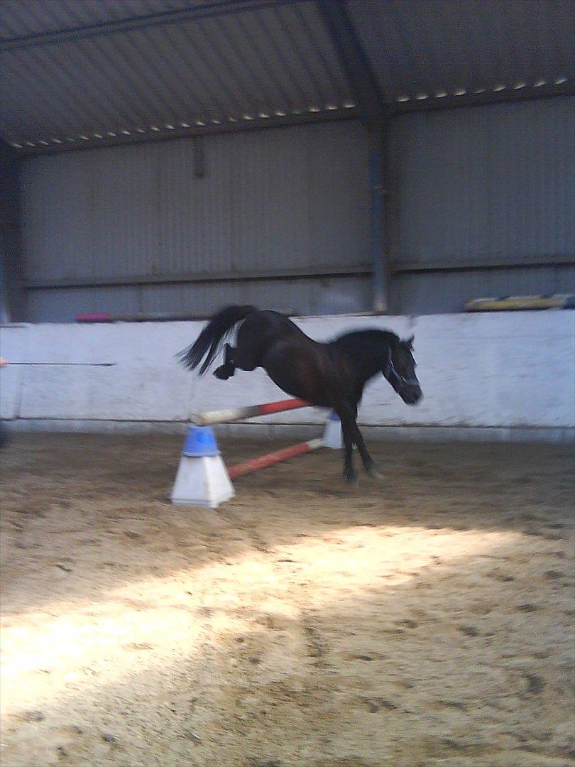 Shetlænder Hugo billede 10