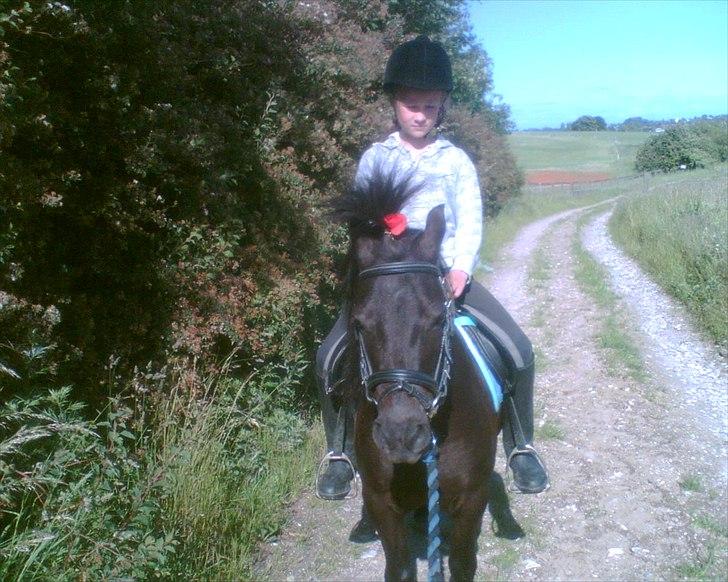 Shetlænder Hugo - På skovtur :-) billede 11