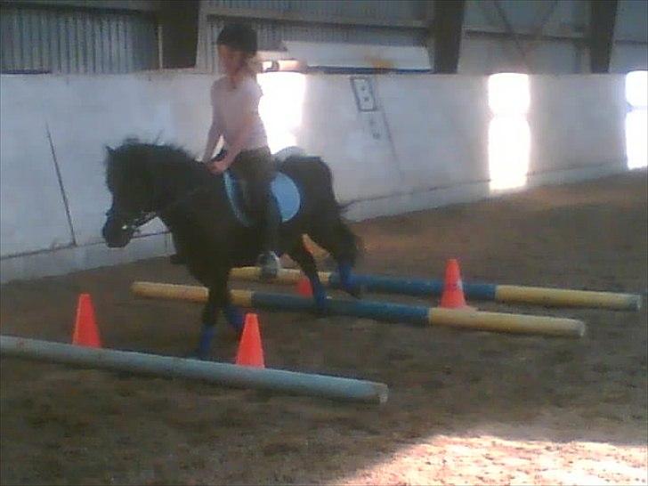 Shetlænder Hugo billede 12